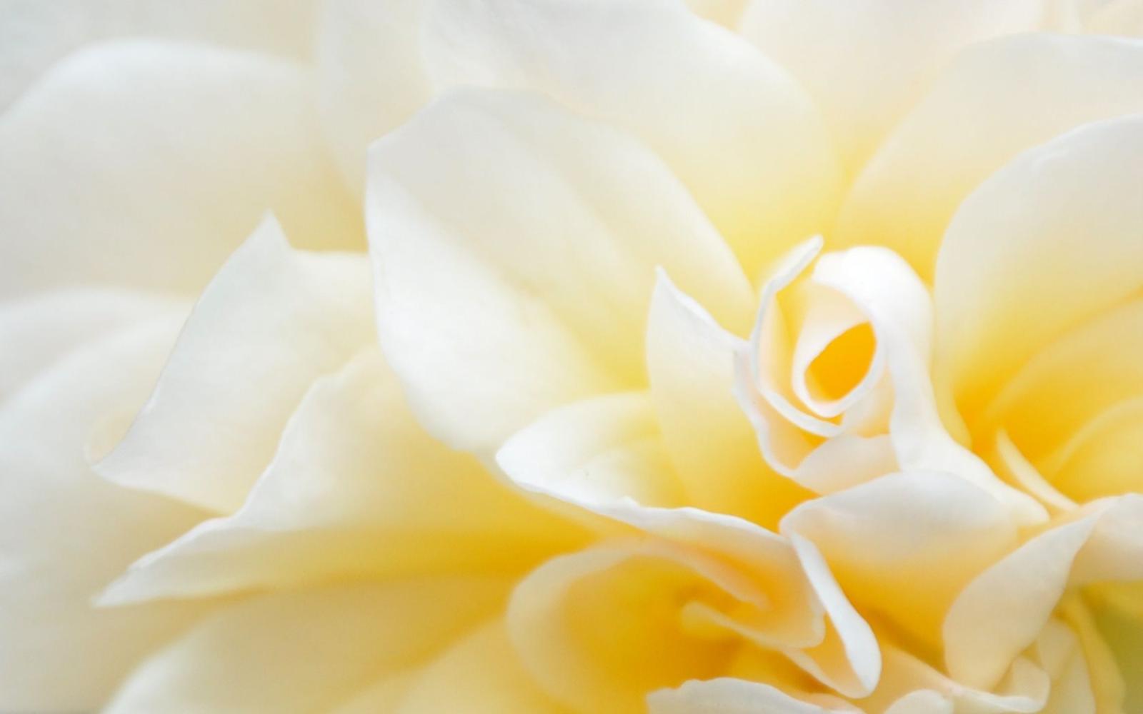 1680x1050 Flower desktop wallpapers