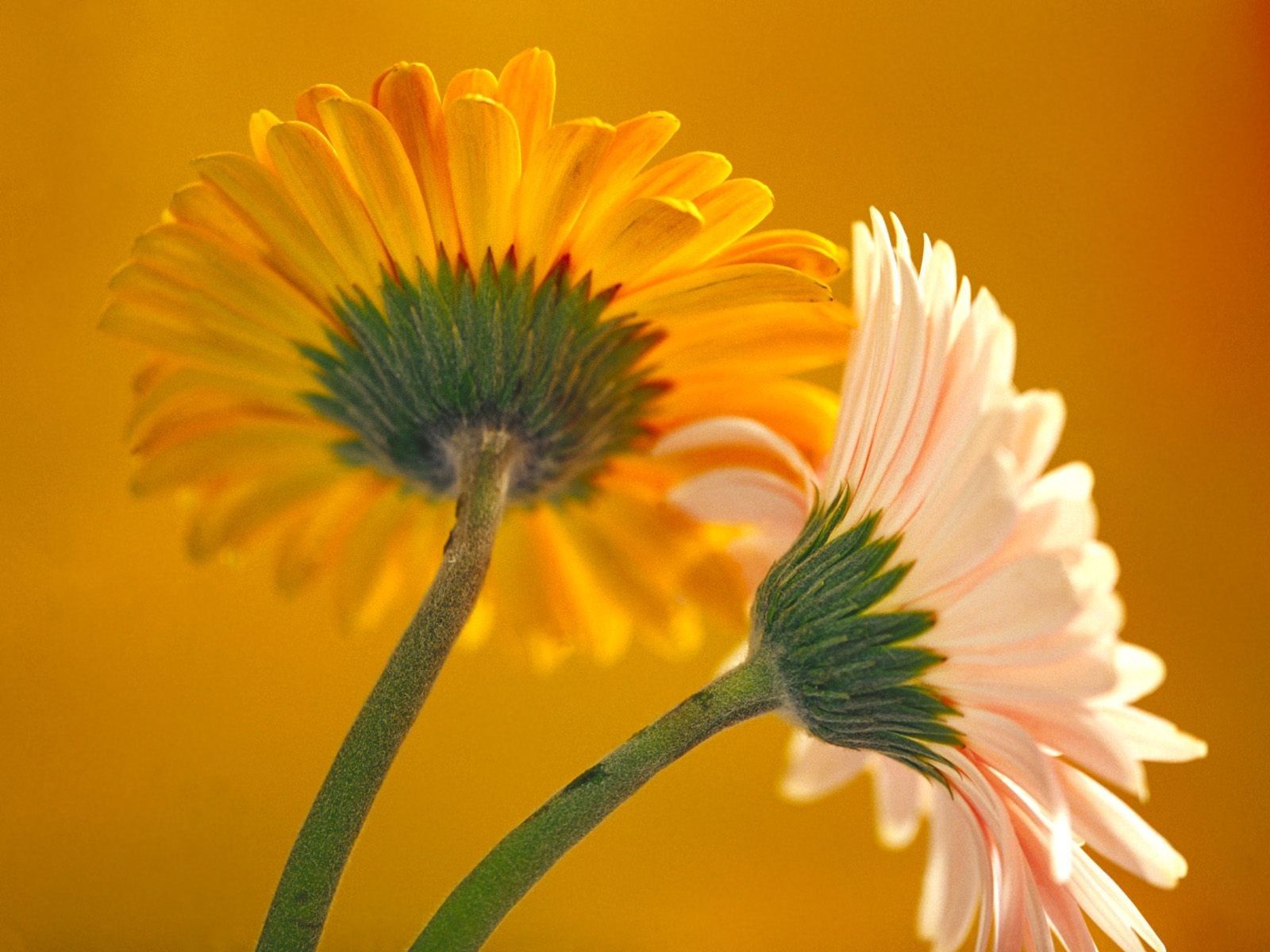 1600x1200 Beautiful Orange and Yellow Flower HD Desktop Background Wallpaper