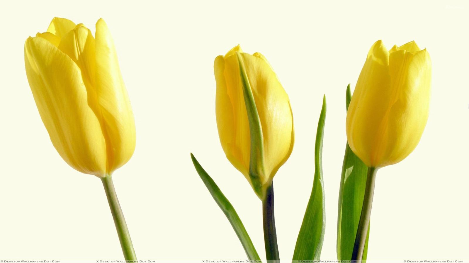 1920x1080 Yellow Flowers Wallpapers, Photos & Images in HD