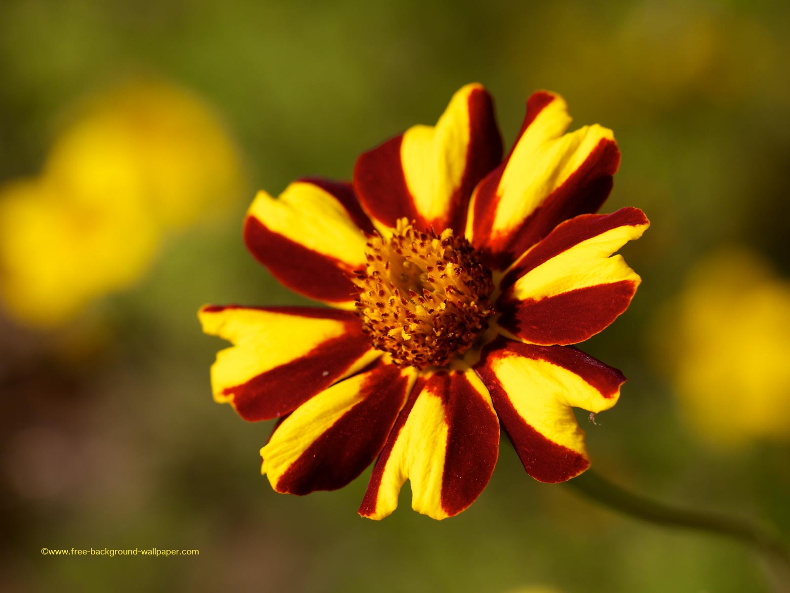1600x1200 deep red and yellow flower Flower Desktop Wallpaper - 1600x1200 pixels