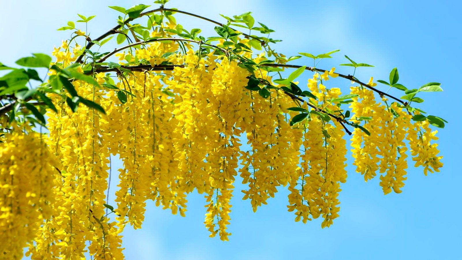 1600x900 Flowers: Flowrs Branches Branch Sunny Yellow Flowers Flower