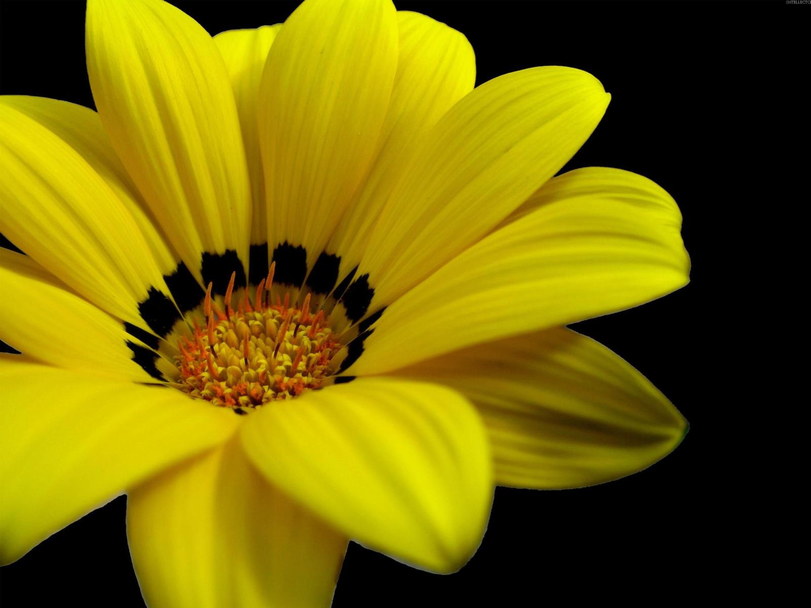 2560x1920 Great Yellow Flower HD desktop wallpaper : Widescreen : High