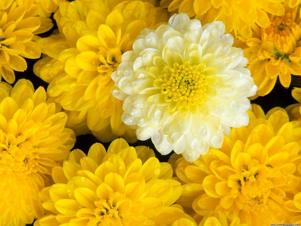 1024x768 flowers for flower lovers.: Flowers desktop wallpapers.