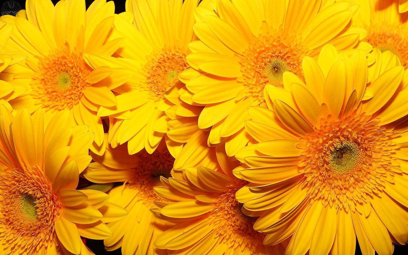 1344x840 beautiful flowers A6 yellow – HD Desktop Wallpapers | 4k HD – pretty