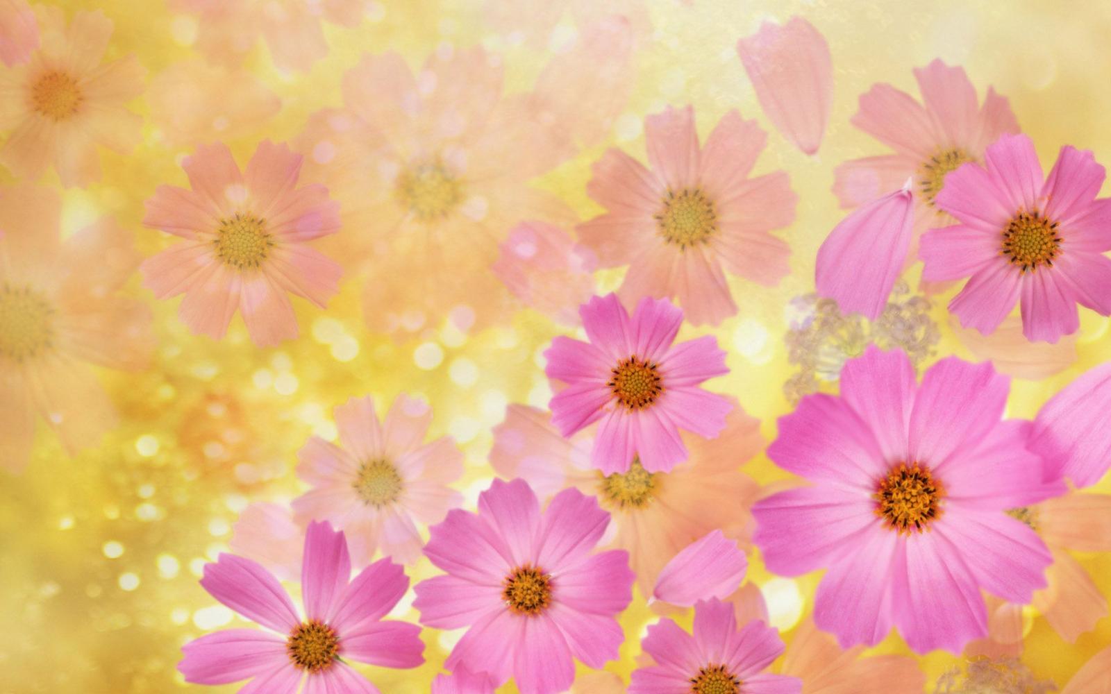 1920x1200 Flower Backgrounds HD