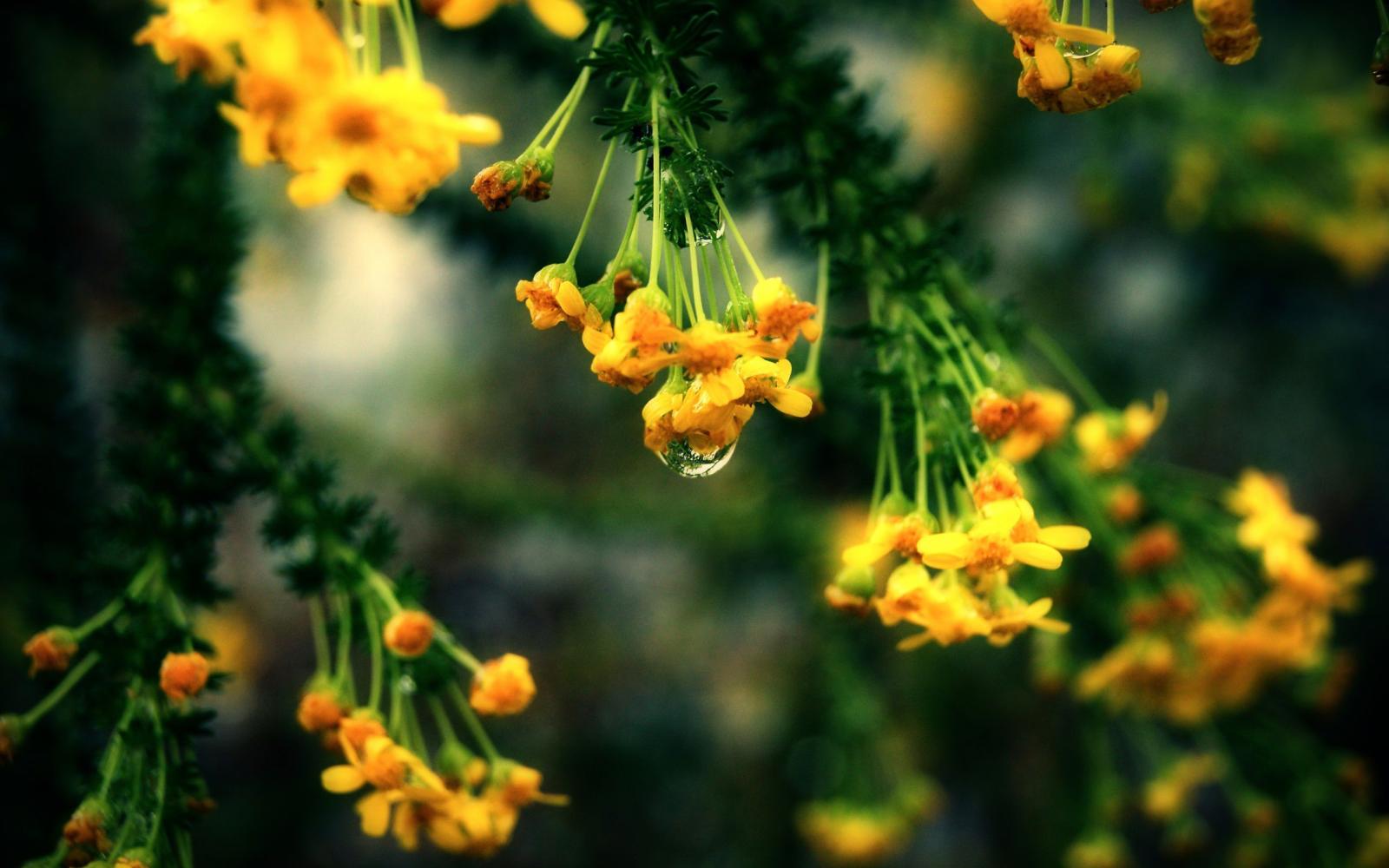 2560x1600 Yellow flowers with a drop desktop background - 8Wallpapers