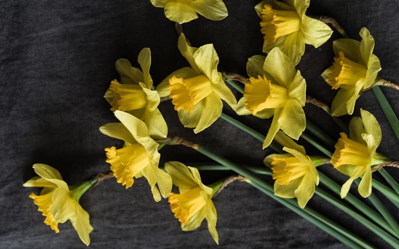 3840x2400 Desktop Wallpapers Yellow flower Daffodils Closeup Gray 3840x2400