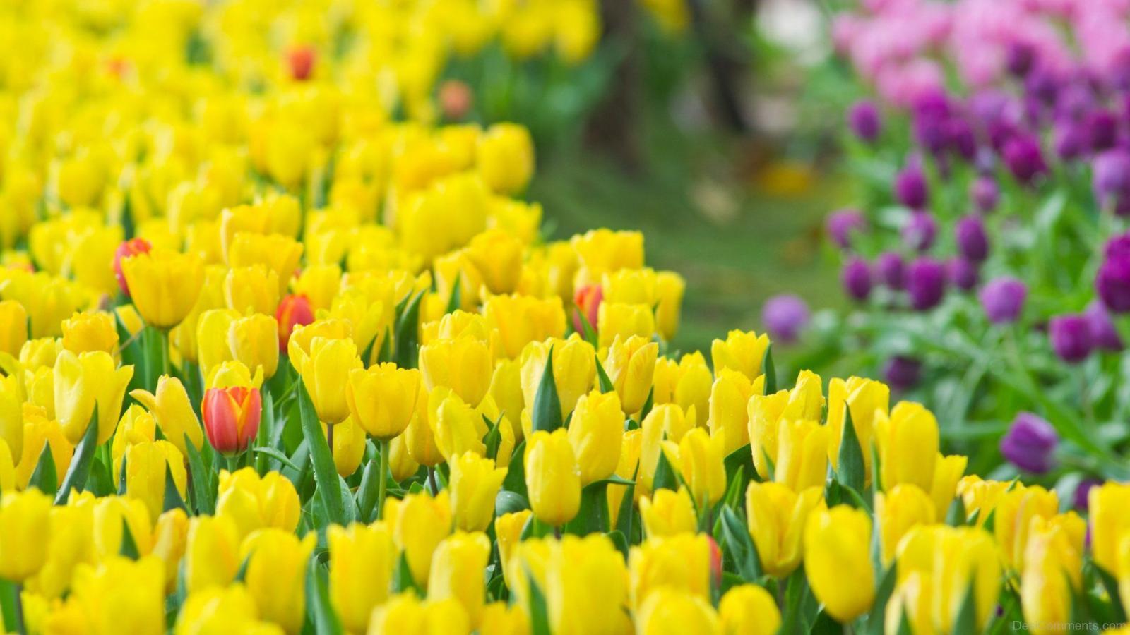 1920x1080 Yellow Flowers Wallpaper Hd Free Wallpaper & Backgrounds