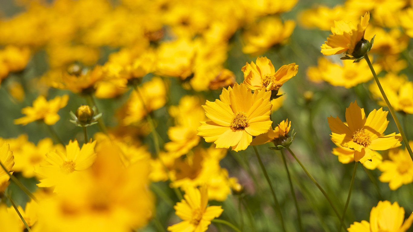 1366x768 PAPERS.co | desktop wallpaper | mw99-flower-yellow-zoom-bokeh-summer