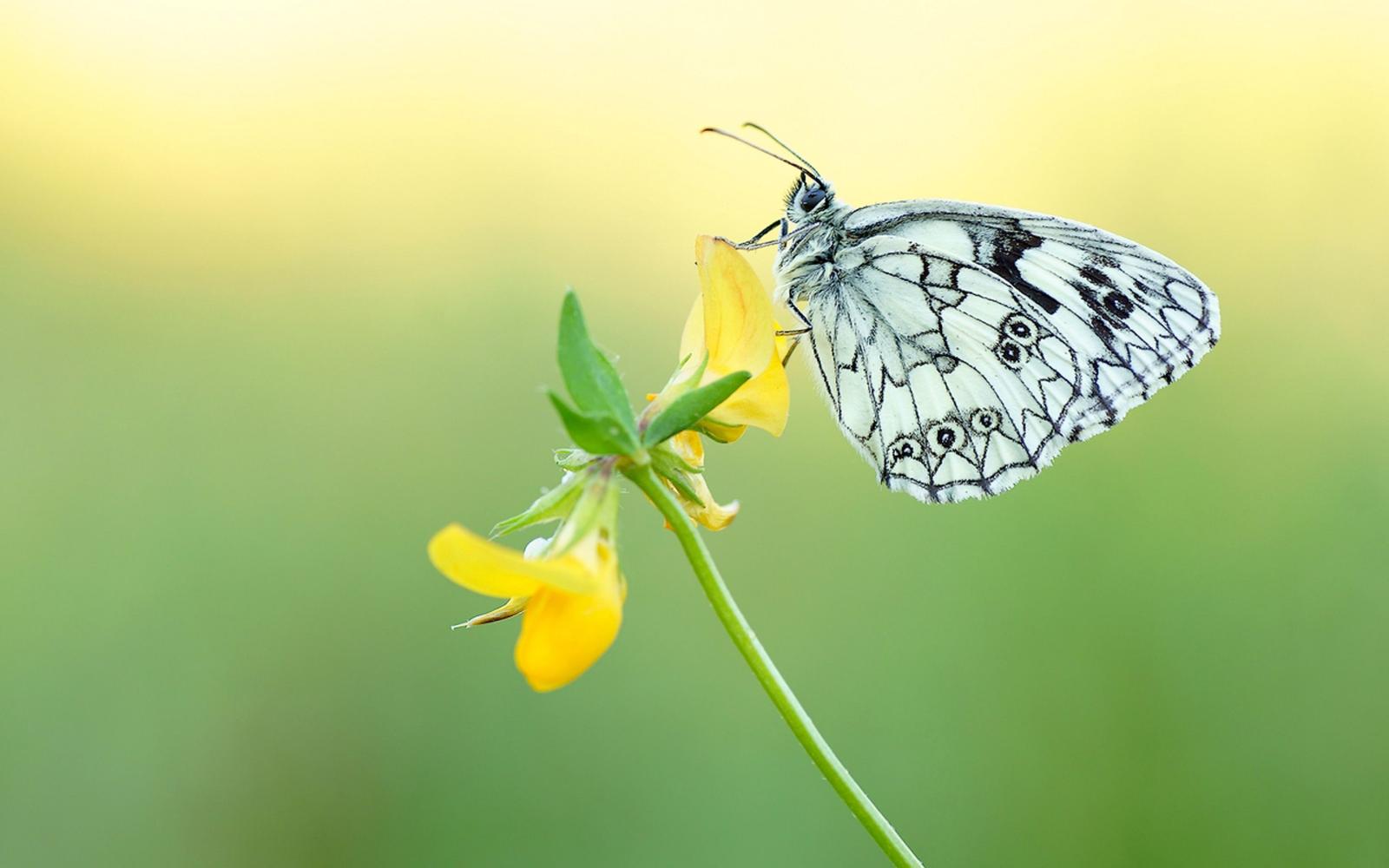 2880x1800 Black And White Butterfly On A Yellow Flower Desktop Backgrounds