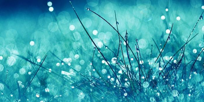1920x1200 2873667 nature blue plants bokeh filter wallpaper and background