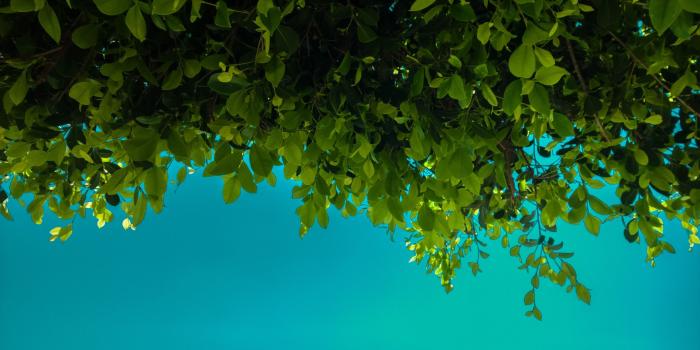 2560x1440 2960309 green leaves blue nature wallpaper and background | Nature