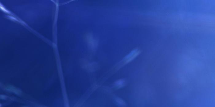 1242x2208 iPhone7papers - mh36-butterfly-park-blue-nature-flower-nature