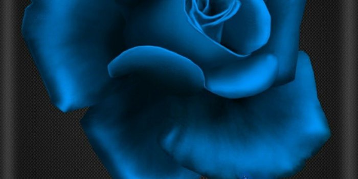 1080x1920 Black and blue flower | flowers in 2019 | Blue flower wallpaper