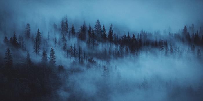 2560x1440 Dark Woods Aesthetic ❤ 4K HD Desktop Wallpaper for • Wide & Ultra