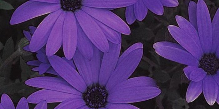 1368x855 Inspirational Purple Aesthetic Wallpaper Pinterest - wallpaper