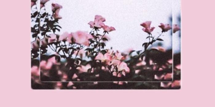 736x1309 Pink Aesthetic Wallpaper Tumblr Quotes Free Wallpaper & Backgrounds