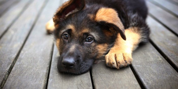 1920x1280 Cool Dogs Wallpapers (60+ images)