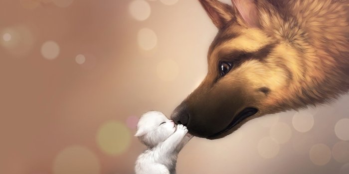 1920x1080 3D Dog Wallpapers - Top Free 3D Dog Backgrounds