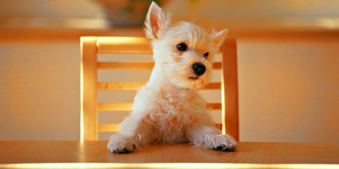 1920x1080 50 Free HD Dog Wallpapers