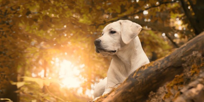 1920x1080 High Quality Dog Wallpaper For Dog Lovers – Cute Puppies Now