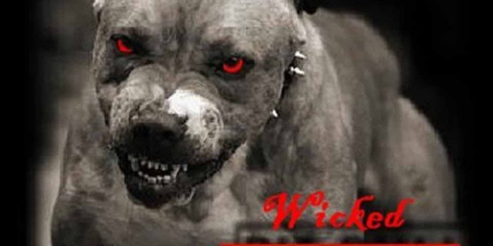 958x890 HD Wallpapers: Pitbull Dog Wallpapers