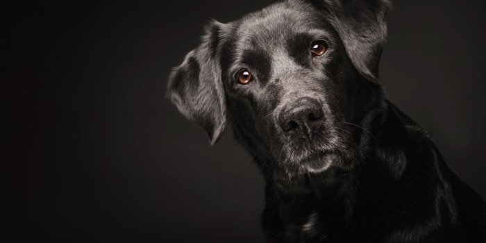 1920x1200 Animal Background Images, HD Dog Images, Download Dog