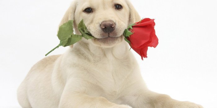 1600x1212 50+ Valentine Day Dog Wallpapers - Download at WallpaperBro