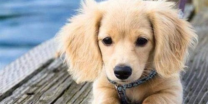 1024x768 Dog Wallpaper 16 - 1024 X 768