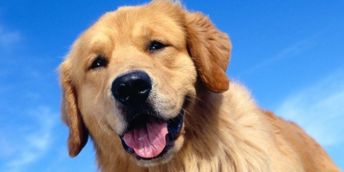 1600x1200 Big Dog Wallpapers - Top Free Big Dog Backgrounds