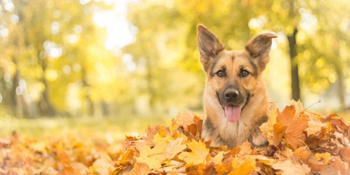 1920x1200 Dog Wallpapers HD #U1GQFEC | WallpapersExpert.com