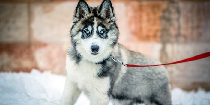 4096x2160 4K Dog Wallpapers High Quality | Download Free