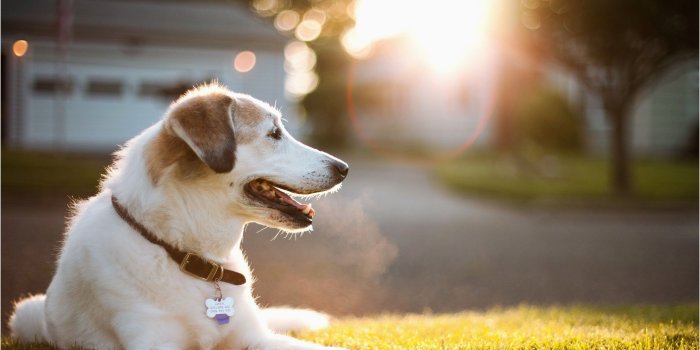 2560x1600 74+ Cute Dog Wallpapers on WallpaperPlay