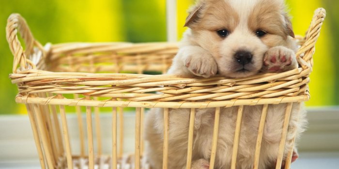 2560x1920 2654 Dog HD Wallpapers | Background Images