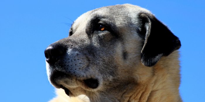 3840x2160 Kangal Dog Wallpapers Backgrounds