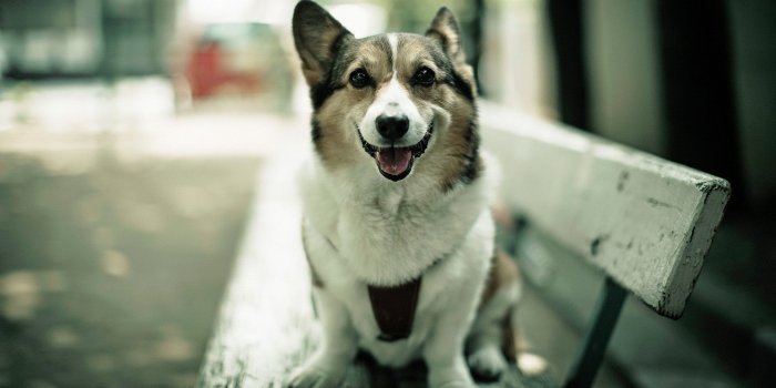 1920x1080 Dog Wallpapers in 1920x1080 Resolutions – Ji Watters