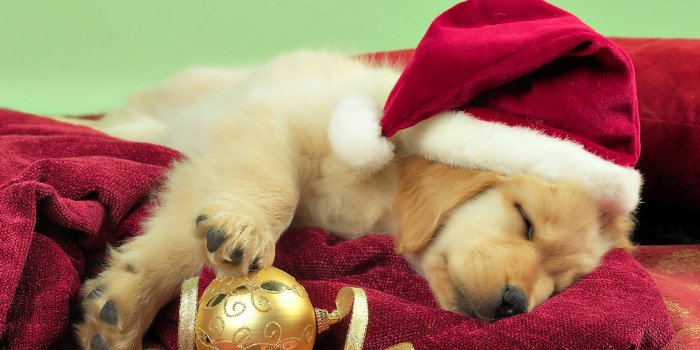 2560x1600 Christmas Dog Wallpapers