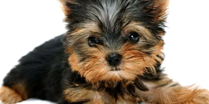 1024x768 pics of black and brown puppies | Dog Wallpapers | Canadian