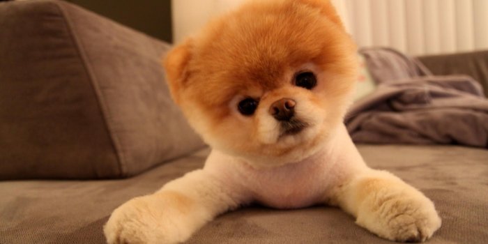 2880x1800 Boo The Dog Wallpaper Free Download