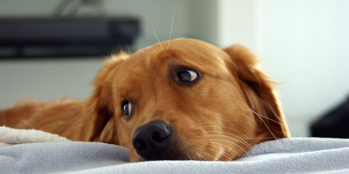 1920x1080 New Dogs Wallpapers | Download High Quality HD Images