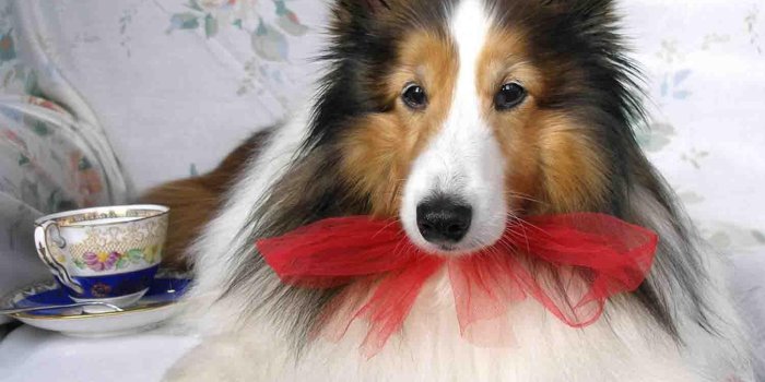 1500x1155 Teacup Dog Wallpapers for Android - APK Download