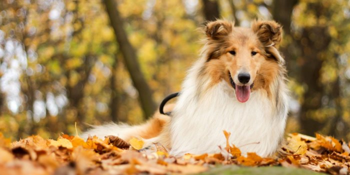 1920x1280 My Collie HD Dog Wallpapers New Tab Theme - MyStart