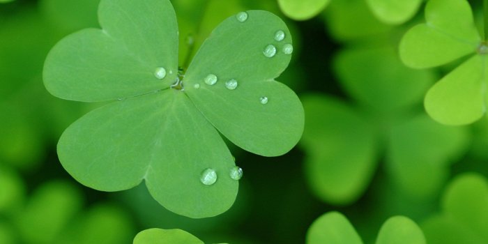 1920x1200 75+] St Patricks Day Desktop Wallpaper on WallpaperSafari