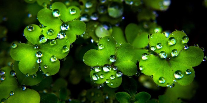 1920x1080 St Patricks Day Desktop Wallpaper | St patricks day