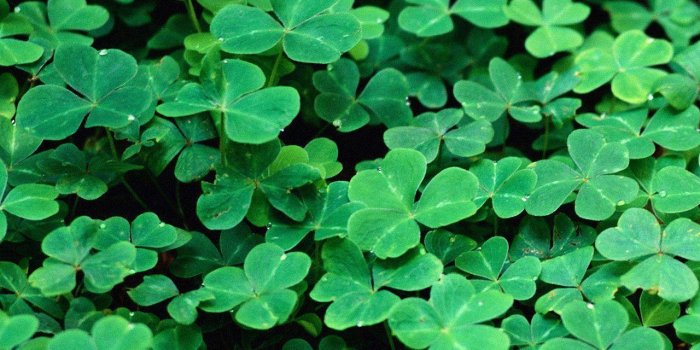 1280x1024 Free St Patricks Day Desktop Wallpapers