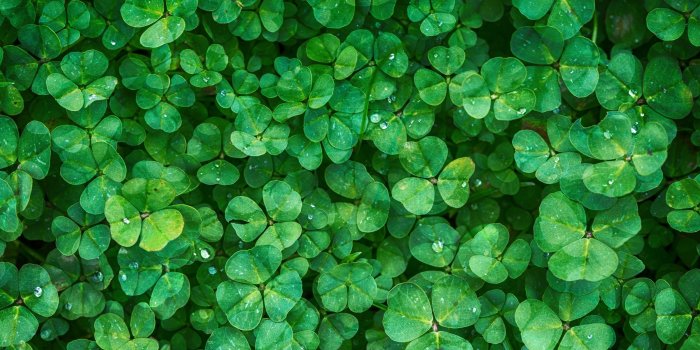 3554x1999 60+] St Patrick's Day 2016 Wallpaper on WallpaperSafari