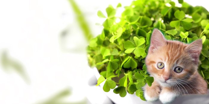 1920x1200 Happy Saint Patrick's Day 2012 ❤ 4K HD Desktop Wallpaper