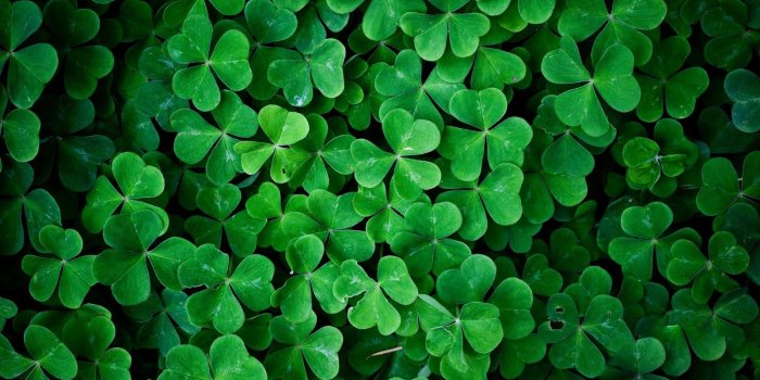 1600x1067 St Patricks Day Photo, Res: 1600x1067 S.T. Galleries