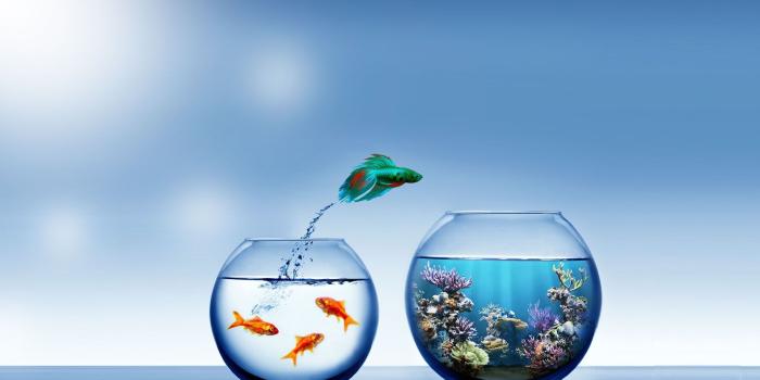 1920x1080 HD Bowl Fish Wallpapers