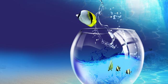 2560x1600 Fish Jumping Out Of Aquarium ❤ 4K HD Desktop Wallpaper for